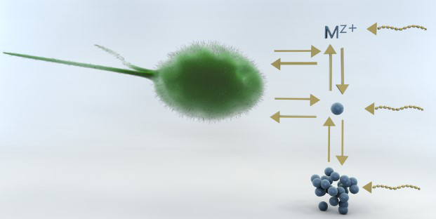 Biodisponibilité des nanoparticules