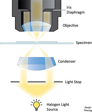 Microscopie en champ sombre (DFM) et Imagerie hyperspectrale (HSI)