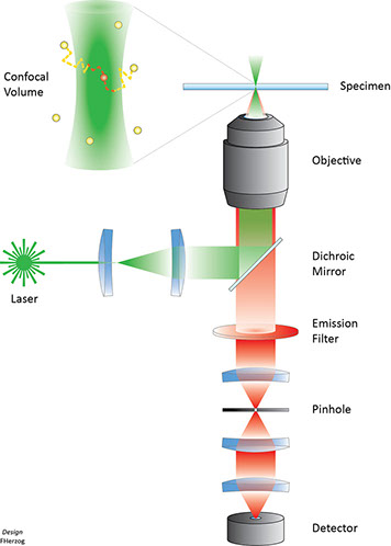 Spectroscopie par corrélation de fluorescence (SCF)